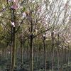 供应各种工程绿化 大量批发 优质西府海棠4年苗