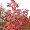 基地直销优质美国红枫秋火焰树苗