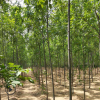 苗圃批发速生白蜡3-5cm白蜡树 规格全绿化工程苗木 白蜡价格