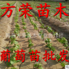 泽香葡萄苗青岛大泽山基地批发价格便宜包邮新品种果树苗提供技术
