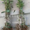 黄蜜樱桃苗批发一年苗 果树嫁接苗山东方荣苗木基地南方种植品种