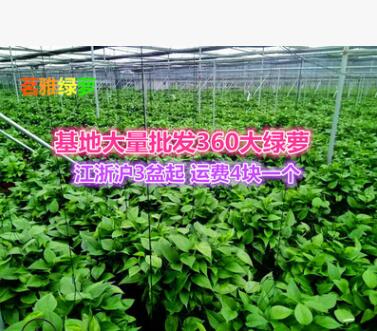 360#大绿萝批发长藤茗雅储水绿萝花卉盆栽大量批发吸甲醛基地直销