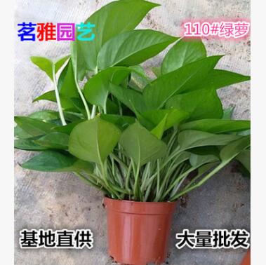 基地批发100#小绿萝110#绿萝120#盆栽植物水培植物墙绿萝批发