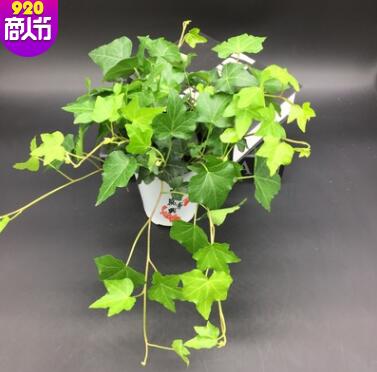 常春藤盆栽植物室内净化空气吊兰绿色植物常青藤办公室绿植花卉