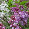 基地供应优质紫丁香苗 庭院 园林种植