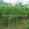 供应优质龙爪槐龙爪槐批发基地大量直销各种规格龙爪槐