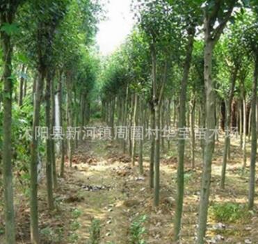 华宝苗木场推出优质园林绿化工程乔木品种大叶女贞规格齐全