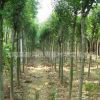 华宝苗木场推出优质园林绿化工程乔木品种大叶女贞规格齐全