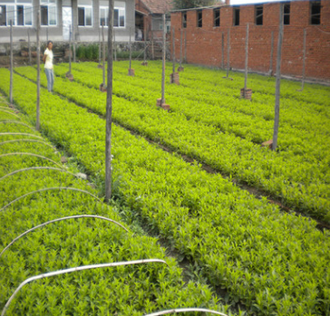 苗圃绿化苗木地被植物红王子锦带五色海棠海仙花批发规格齐全