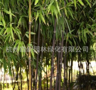 基地大量供应 紫竹 慈孝竹 各种规格竹类 市政园林 工程绿化图1