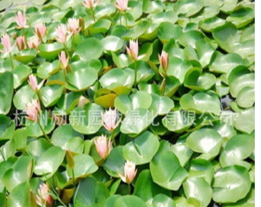 睡莲 子午莲、水芹花、瑞莲、水洋花、小莲花水生植物批发图2