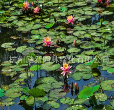 睡莲 子午莲、水芹花、瑞莲、水洋花、小莲花水生植物批发图1