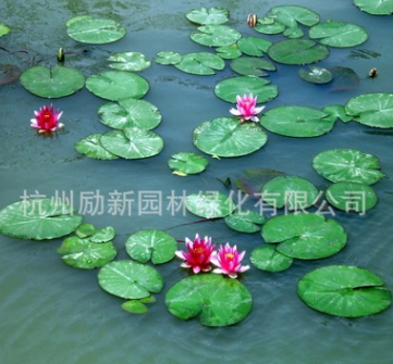 睡莲 子午莲、水芹花、瑞莲、水洋花、小莲花水生植物批发图3