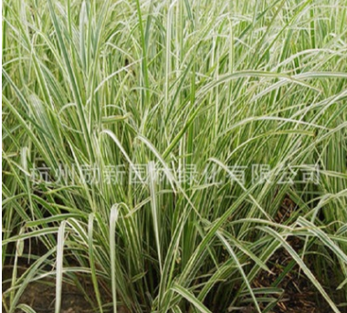 花叶芒 水生植物 细叶芒 水培人工植物 大量批发图3
