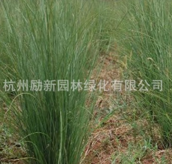花叶芒 水生植物 细叶芒 水培人工植物 大量批发图2