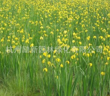 批发水生植物黄菖蒲 黄花鸢尾 现货直销 水体绿化图2
