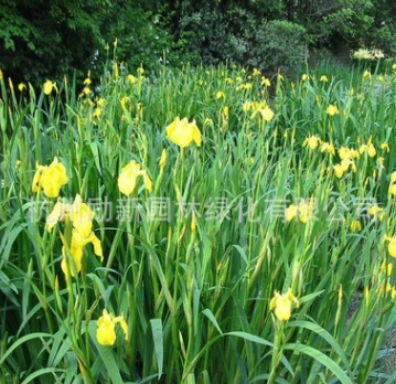 批发水生植物黄菖蒲 黄花鸢尾 现货直销 水体绿化图1