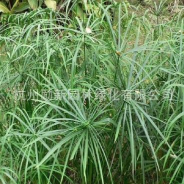 供应水生植物旱伞草水竹 风车草实心竹、木竹、黎子竹黄菖蒲批发图2