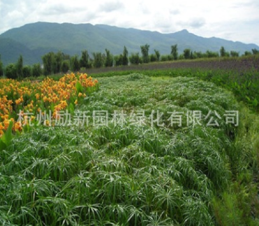 供应水生植物旱伞草水竹 风车草实心竹、木竹、黎子竹黄菖蒲批发图3