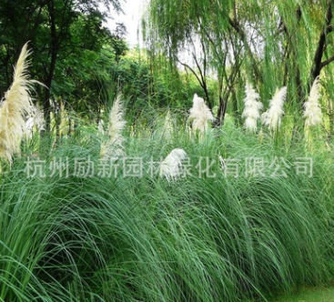 大量批发水生植物 蒲苇 水体绿化 黄菖蒲 基地直销 水生花卉图3
