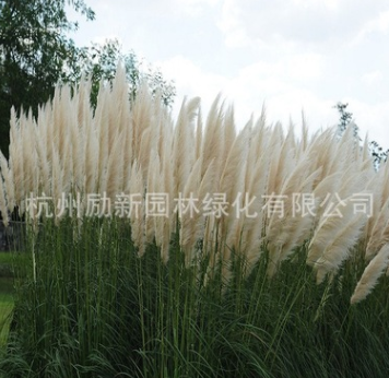 大量批发水生植物 蒲苇 水体绿化 黄菖蒲 基地直销 水生花卉图2