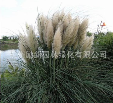 大量批发水生植物 蒲苇 水体绿化 黄菖蒲 基地直销 水生花卉图1