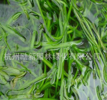环境工程 沉水植物矮生苦草 基地直销 池塘养鱼虾蟹水草苦草图3