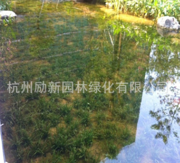 环境工程 沉水植物矮生苦草 基地直销 池塘养鱼虾蟹水草苦草图2
