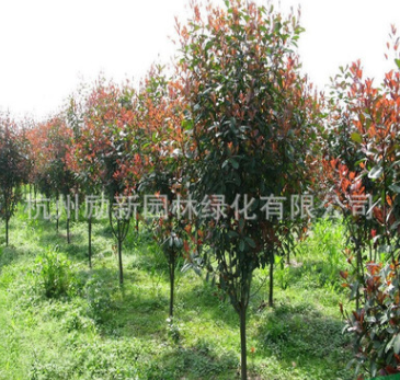 红叶石楠 基地直销 篱笆 高杆红叶石楠品种齐全批发供应图1