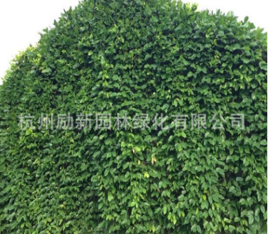 花叶常春藤 基地直销 油麻藤 花叶蔓 品种齐全 规格齐全量大从优图3