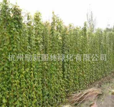 花叶常春藤 基地直销 油麻藤 花叶蔓 品种齐全 规格齐全量大从优图1