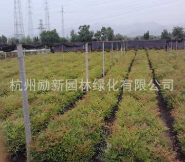 基地直销优质 南天竹 火焰南天竹等工程绿化 十大功劳 批发配货图3