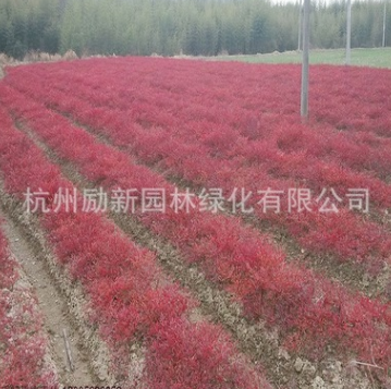 基地直销优质 南天竹 火焰南天竹等工程绿化 十大功劳 批发配货图2