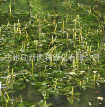 水生植物基地直销 眼子菜狐尾藻水禾 品种齐全量大从优水体绿化