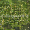水生植物基地直销 眼子菜狐尾藻水禾 品种齐全量大从优水体绿化