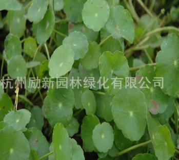 香菇草 ，铜钱草 大量批发防辐射 水生植物批发 基地直销图3