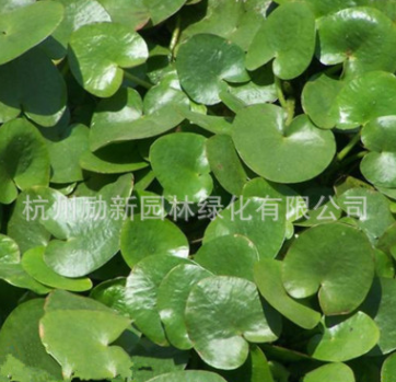 香菇草 ，铜钱草 大量批发防辐射 水生植物批发 基地直销图2