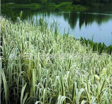 水生植物基地直销 花叶芦竹 净化水质 品种齐全 矮蒲苇 量大从优