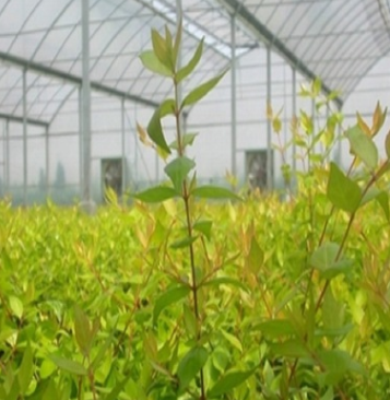 大花六道木 盆栽 基地直销 各种规格 品种齐全 量大优惠 批发植物