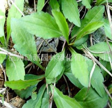 柳叶马鞭草 南美马鞭草、长茎马鞭草 马莲 马兰 草本植物水培植物