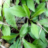 柳叶马鞭草 南美马鞭草、长茎马鞭草 马莲 马兰 草本植物水培植物