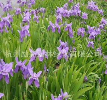 鸢尾 、细径针茅、 黄花 红花 水生植物基地直销批发图3