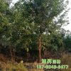 园艺场培育种植出售皂角树截杆发帽皂角树杆直冒圆原生皂角树
