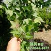 苗圃现货供应园林绿化苗木三角枫树苗 庭院绿化规格齐全三角枫