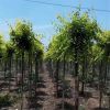 基地直销金叶榆 新品金叶榆多种规格南北方种植量大从优 金叶榆