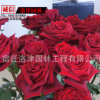 供应庭院观花植物 盆栽月季苗 新品种黑美人月季小苗 价格低廉