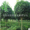 基地大量供应大叶女贞 园林绿化苗木乔木 行道工程专用