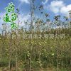大量供应1-20CM银杏树白果树乔木风景树 基地直销可放心