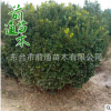 厂家直销 大叶黄杨球 批发 北方绿化苗木 耐寒苗木 灌木