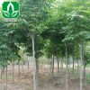 基地供应绿化工程苗木 七叶树 七叶树小苗 行道树 规格齐全